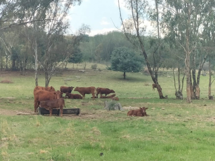 0 Bedroom Property for Sale in Bethlehem Rural Free State